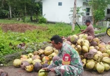 Aksi Nyata Babinsa Melonguane Bantu Warga Olah Kopra