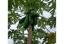Manfaat Ajaib Pepaya Mentah untuk Kesehatan