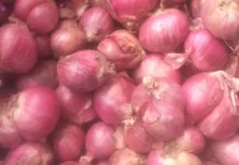 Harga Bawang Merah Naik di Talaud, Tembus Rp.90.000 Per Kilogram