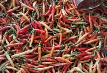 Harga Cabai Naik Signifikan di Talaud
