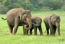 Hari Aksi Internasional untuk Gajah di Kebun Binatang