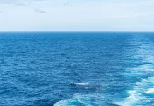 Hari Laut Sedunia, Momentum Menjaga Kelestarian Ekosistem Laut