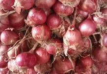Harga Bawang Merah di Talaud Mulai Turun