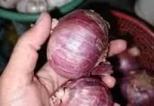 Bawang Mentah Kaya Antioksidan, Simak Manfaat Risiko  Kesehatan