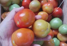 Tomat Turun, Bumbu Dapur Lain Masih Tinggi di Talaud