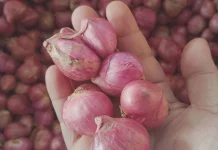 Harga Bawang Merah Masih Tinggi
