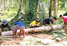 Babinsa Bantu Pembuatan Jembatan di Jalan Produksi Petani