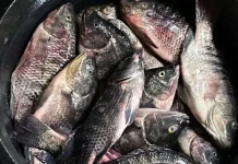 Konsumsi Ikan Nila Sumber Protein Sehat dan Terjangkau