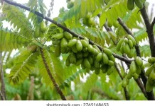 Konsumsi Sayur Belimbing Botol Bermanfaat bagi Kesehatan