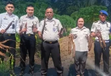 Lapas Lirung  Gelar Panen Singkong Suport Hanpangan
