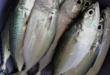 Dampak Konsumsi Ikan Kembung bagi Kesehatan