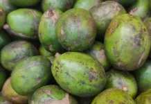 Buah Kedondong, Camilan Segar yang Kaya Manfaat untuk Kesehatan