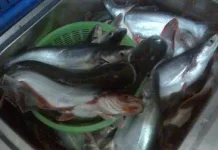 Manfaat Ikan Patin untuk Kesehatan, Kaya Protein dan Omega-3