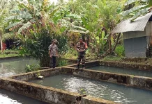 Sinergi Babinsa Talaud Sukseskan Ketahanan Pangan Perikanan
