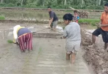 Pemkab Talaud Tanam Padi di Desa Tarun, Perkuat Ketahanan Pangan