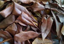 Daun Cengkih Berpotensi Menjadi Herbal Alami