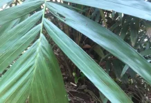 Daun Salak Memiliki Beragam Manfaatnya