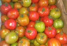Harga Tomat di Pasar Melonguane Turun