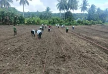 DKPP Talaud Perkuat Pengembangan Padi dan Jagung untuk Dukung Swasembada Pangan