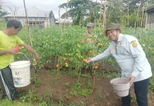 DKPP Talaud Ajak Warga Manfaatkan Pekarangan dengan Menanam Tomat