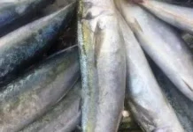 Manfaat Ikan Malalugis, Sumber Protein dan Omega-3 untuk Kesehatan