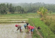 DKPP Talaud: Petani Fokus Garap Sawah Dibutuhkan untuk Optimalkan Potensi Pertani