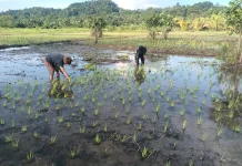 DKPP Talaud Perkuat Ketahanan Pangan Melalui Penanaman Padi dan Jagung