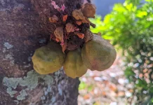 Buah Namnam Kaya Antioksidan, Berpotensi Turunkan Risiko Kanker