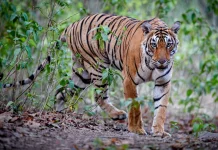Hari Harimau Internasional Ajak Dunia Selamatkan Populasi Harimau