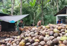 Pererat Silaturahmi, Babinsa Nanusa Merangkul Petani Kelapa