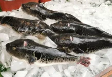 Kenali Manfaat Gizi dan Risiko Konsumsi Ikan Buntal