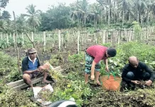 DKPP Talaud Perkuat Peran Penyuluh Pertanian Dampingi Petani