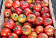 Harga Tomat di Pasar Melonguane Kembali Turun