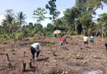 Pertanian Jadi Sektor Unggulan Desa Damau