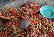 Harga Cabai di Pasar Lirung Naik