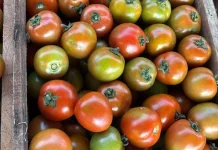 Harga Tomat di Pasar Melonguane Naik