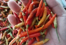 Harga Cabai di Pasar Lirung Naik