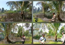 Langkah Cepat Polsek Beo Tangani Kebakaran Lahan di Kebun Nungin Desa Resduk