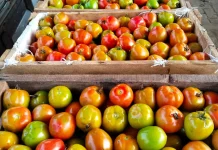 Harga Tomat di Pasar Melonguane Turun