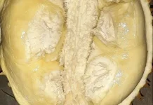 Manfaat Buah Durian, Buah Musiman Kaya Nutrisi