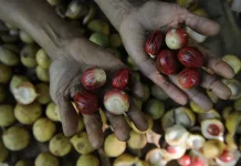 Petani Pala Talaud Tetap Andalkan Hasil Kebun sebagai Sumber Penghidupan