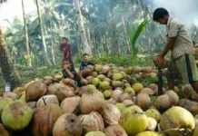 Kehidupan Petani Kelapa, Menggantungkan Harapan dari Kebun
