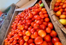 Harga Tomat di Pasar Melonguane Naik Menjadi Rp10 Ribu per Kilogram