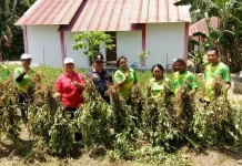 Panen Kacang Batik di BPP Beo Utara Jadi Momentum Dorong Produktivitas Pertanian