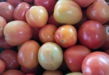 Harga Tomat Naik di Talaud