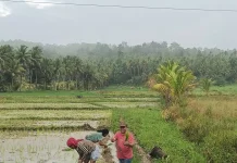 DKPP Talaud Dorong Penanaman Padi Dukung Swasembada Pangan