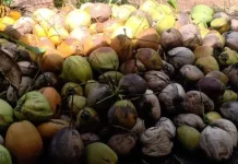 Harga Kopra Harian di Talaud Bertahan di Kisaran Rp11.000-an/Kg