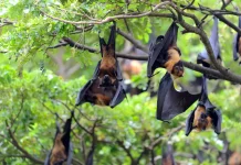 International Bat Night, Kenali Peran Penting Kelelawar