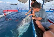 Hari Hiu Paus Internasional, Lindungi Raksasa Laut