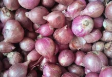 Harga Bawang Merah di Pasar Melonguane Naik